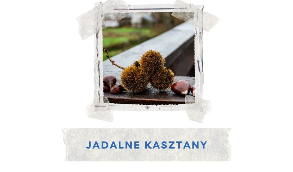 jadalne kasztany w portugalii