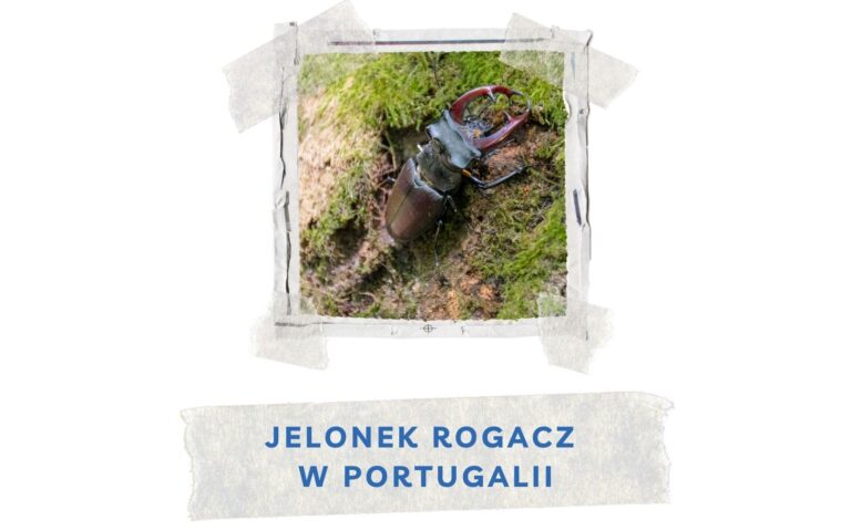 chrzaszcz jelonek rogacz w portugalii