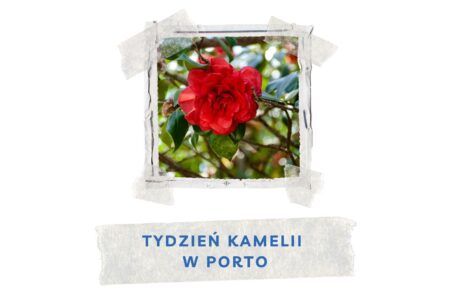 tydzien kamelii w porto