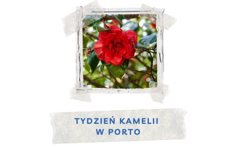 tydzien kamelii w porto