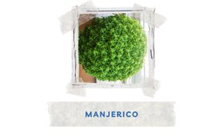 tradycja manjerico czyli bazylii greckiej