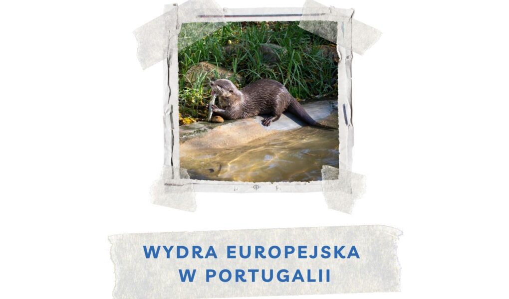 wydra europejska w portugalii