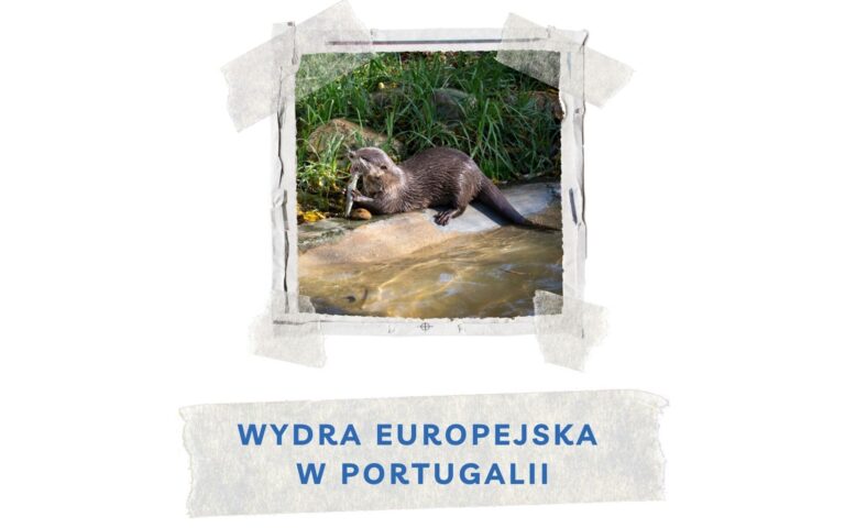 wydra europejska w portugalii