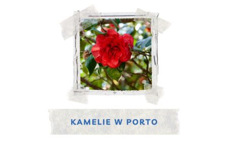 porto miasto kamelii